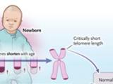 Telómeros y hematopoyesis clonal