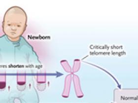 Telómeros y hematopoyesis clonal