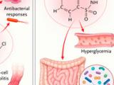 Sucralosa y eritritol: ¿edulcorantes saludables?
