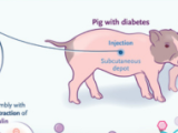 Insulinas inteligentes: el futuro del control de la diabetes