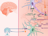 Vitamina D como aliada de la medicina del sueño