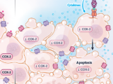 metástasis, cáncer, progresión del cáncer, ácido acetilsalicílico