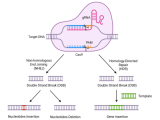 VIH, SIDA, tratamiento del VIH, CRISPR/Cas, CRISPR/Cas9