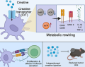 creatina, suplementación con creatina, células dendríticas, inmunidad antitumoral, inmunoterapia contra el cáncer