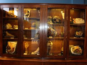 Museo de Anatomía: un recorrido por la historia 