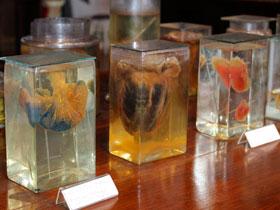 Museo de Anatomía: un recorrido por la historia 