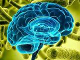La conexión entre microbiota intestinal y cerebro
