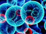 El gran secreto de la leucemia