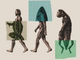 ¿Tienes un rastro vestigial de origen evolutivo?